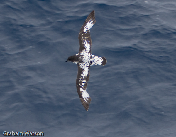 Cape Petrel