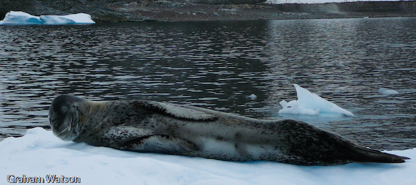 Leopard Seal