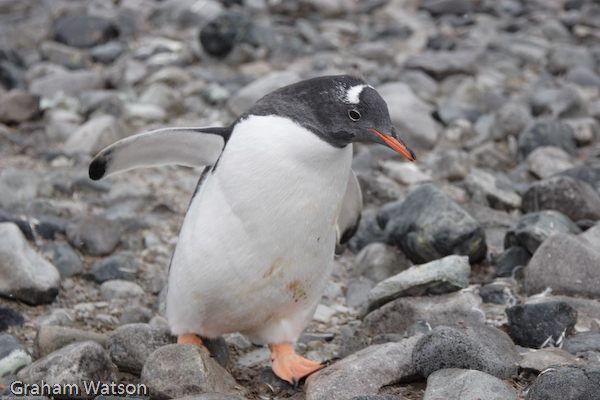 Gentoo Penguin