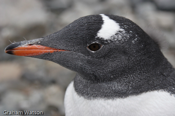 Gentoo Penguin