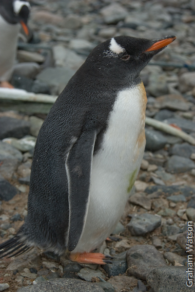 Gentoo Penguin