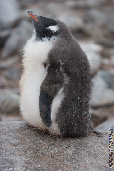 Gentoo Penguin