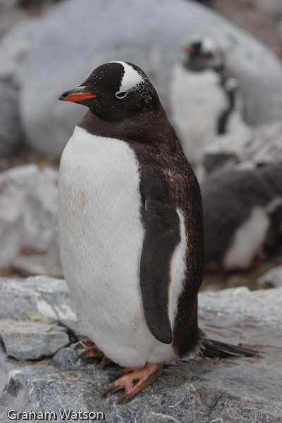Gentoo Penguin