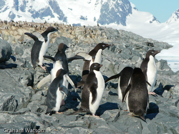 Adelie Penguins