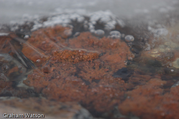 Frozen moss on Horeshoe Island