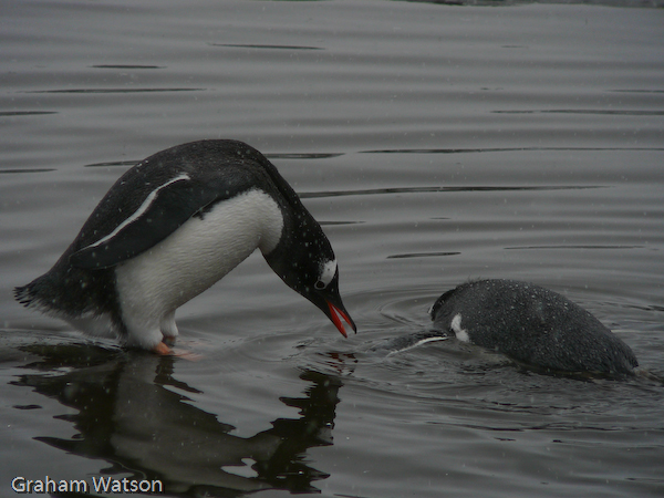 Gentoo Penguin