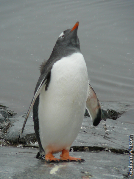 Gentoo Penguin