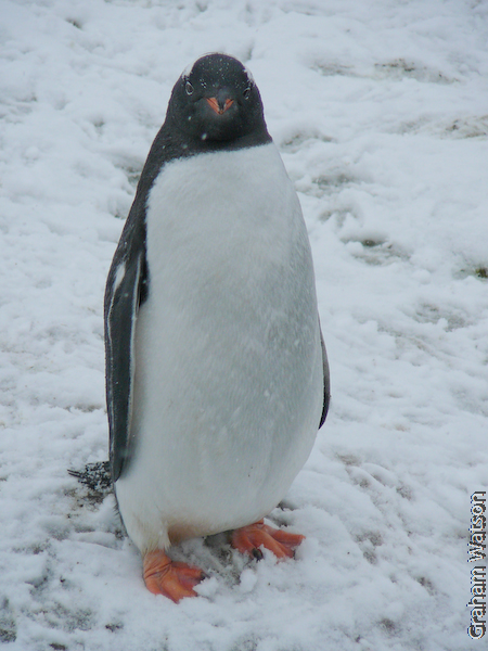 Gentoo Penguin