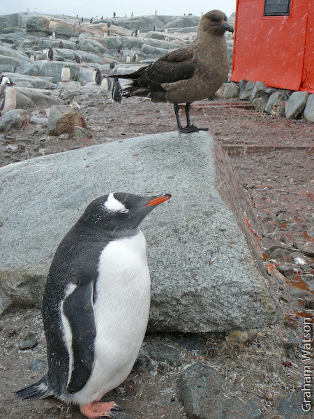 Skua & Gentoo