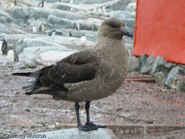 Skua