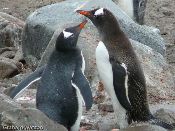 Gentoo Penguin