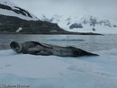Leopard Seal