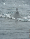 Humpback Whale