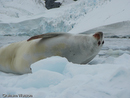 Crabeater Seal