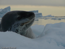 Leopard Seal