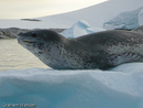 Leopard Seal
