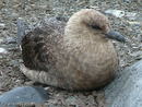 Skua