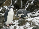Chinstrap Penguins