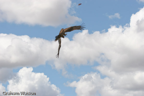 Whistling Kite