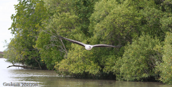 White-bellied Sea Eagle