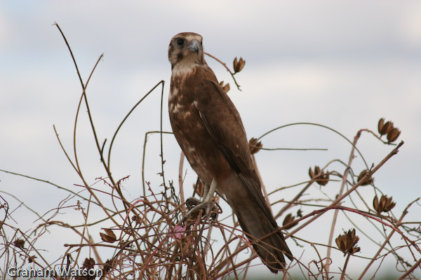 Brown Falcon (dark form)