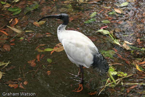 Australian White Ibis