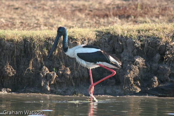 Black-necked Stork