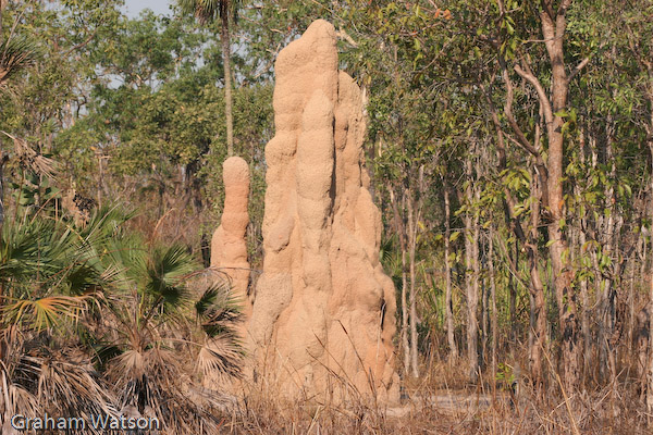 Cathederal Ant nests