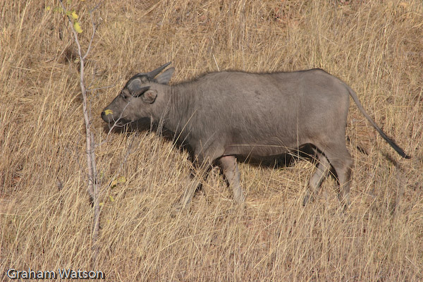 Water Buffalo