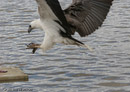 White-bellied Sea- Eagle