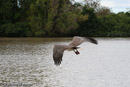 White-bellied Sea- Eagle