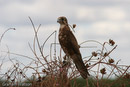Brown Falcon (dark form)