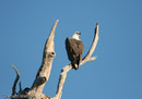 White-bellied Sea- Eagle
